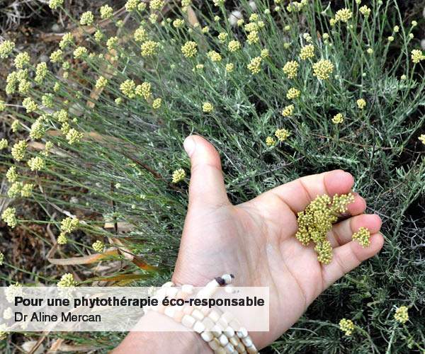 Conférence "Pour une phytothérapie écoresponsable " au Muséum d’histoire naturelle de Grenoble