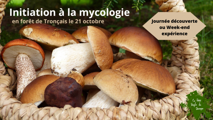 🍄 Initiation à la mycologie : journée découverte ou week-end en roulotte