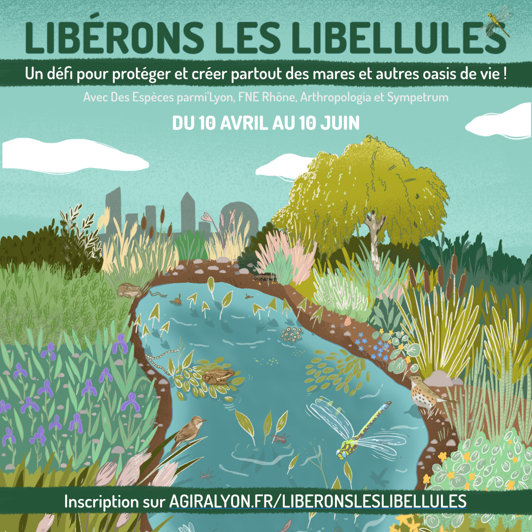 Webinaire de lancement du défi « Libérons les libellules »